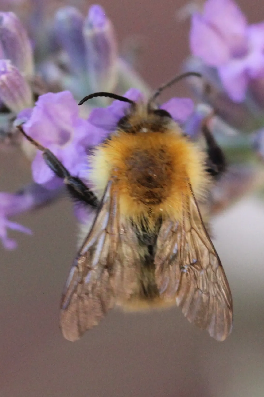 Lavender Varieties (Lavandula Species) — making them an excellent choice for gardens in zones 5 to 9; commonly known as Lavender, image 54