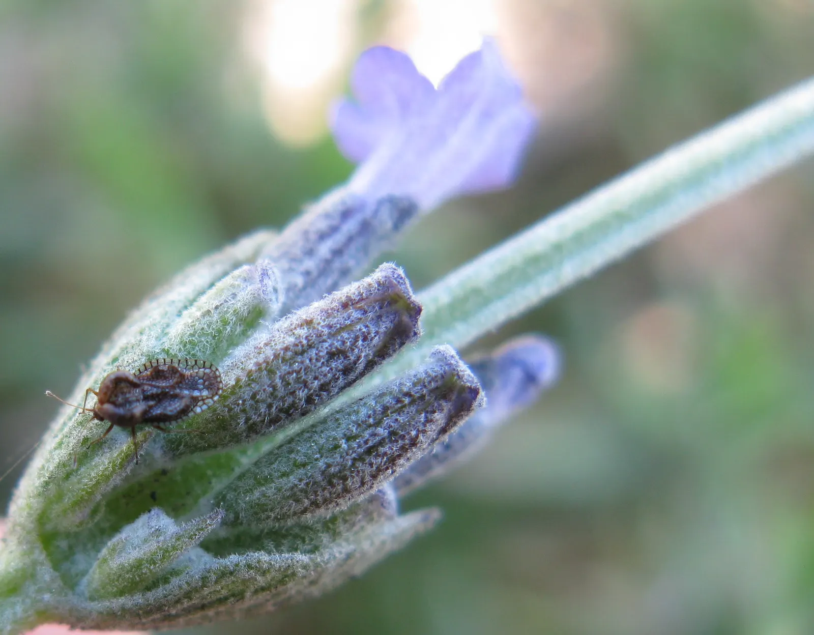 Lavender Varieties (Lavandula Species) — They typically flourish in full sunlight; ranging in pH from neutral to slightly alkaline.<br><br>One of the popular