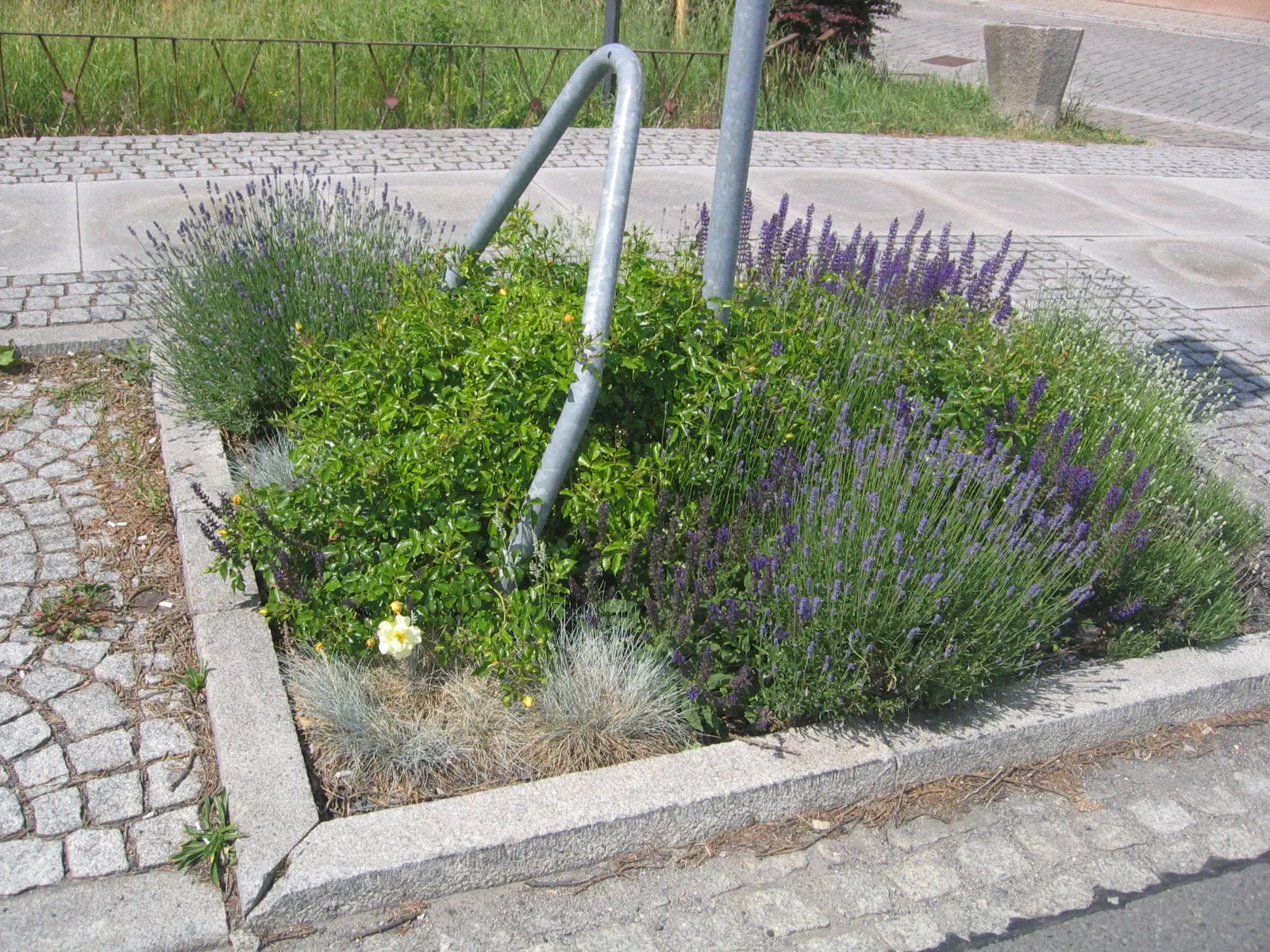 Lavender Varieties (Lavandula Species) — commonly known as Lavender; known for their drought tolerance, image 45