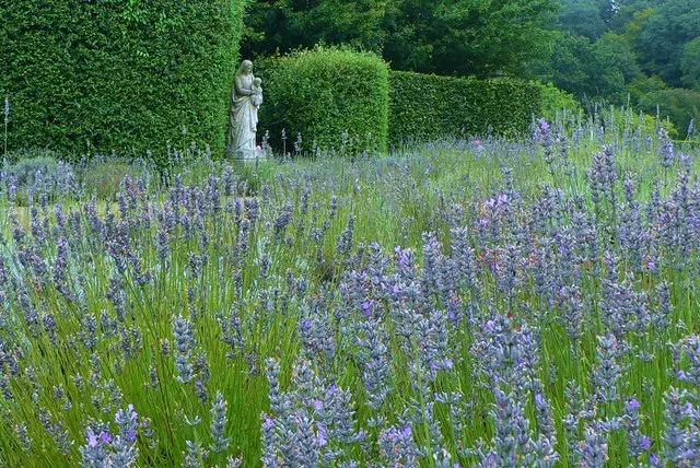Lavender Varieties (Lavandula Species) — Space plants approximately 2 to 3 feet apart to ensure ample air circulation; requiring at least six hours of direct