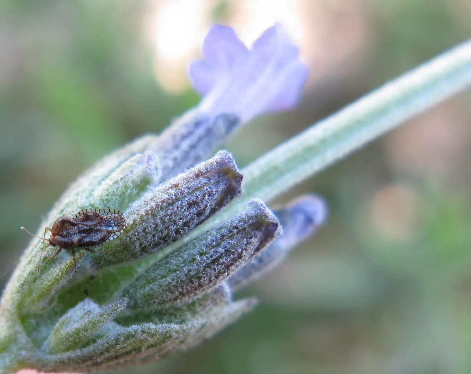 Lavender Varieties (Lavandula Species) — can reach a height of up to 3 feet and is prized for its longer blooming season and robust scent; blooming from late