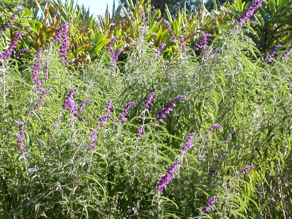 Lavender Varieties (Lavandula Species) — herb / perennial with blue and lavender and violet blooms; they typically flourish in full sunlight