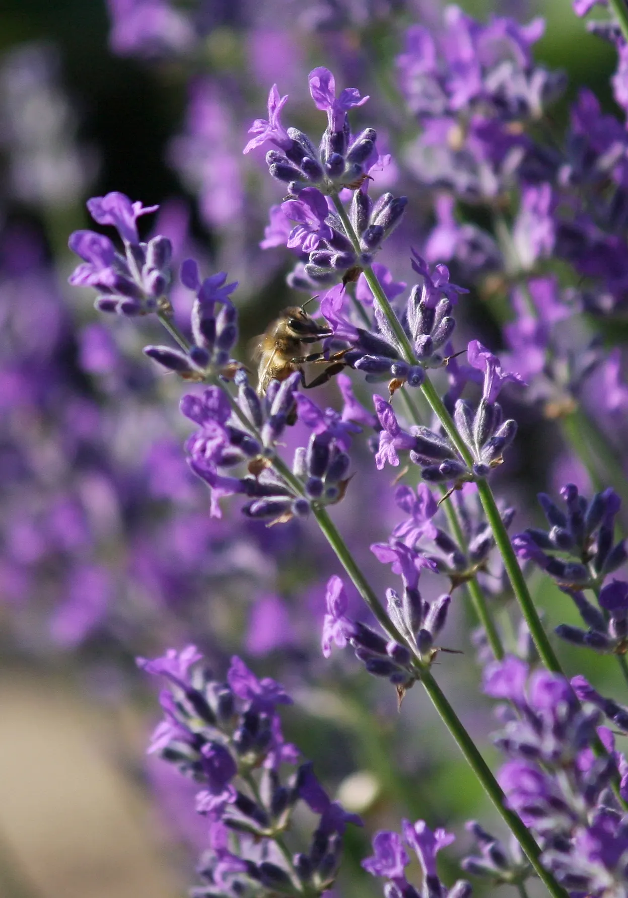 Lavender Varieties (Lavandula Species) — with some cold-hardy varieties suitable for zone 4; more commonly referred to as Lavender