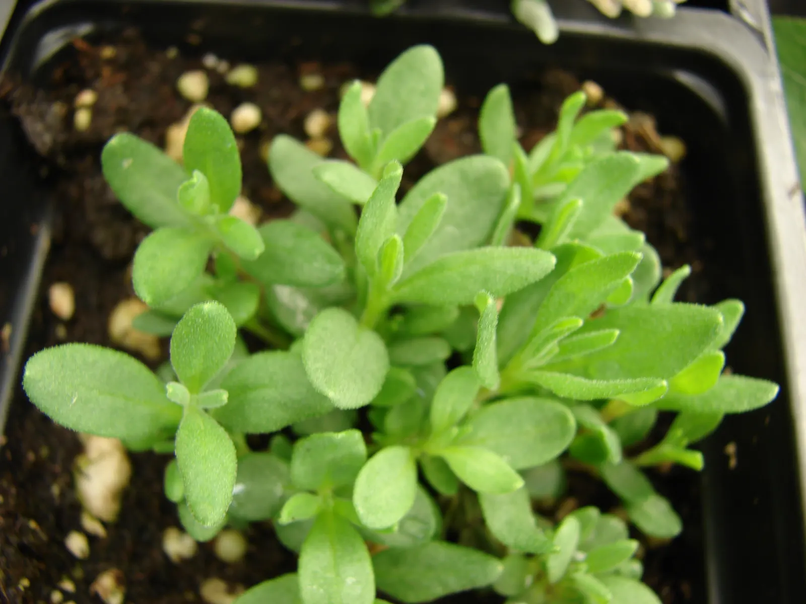 Lavender Varieties (Lavandula Species) — herb / perennial for full or half