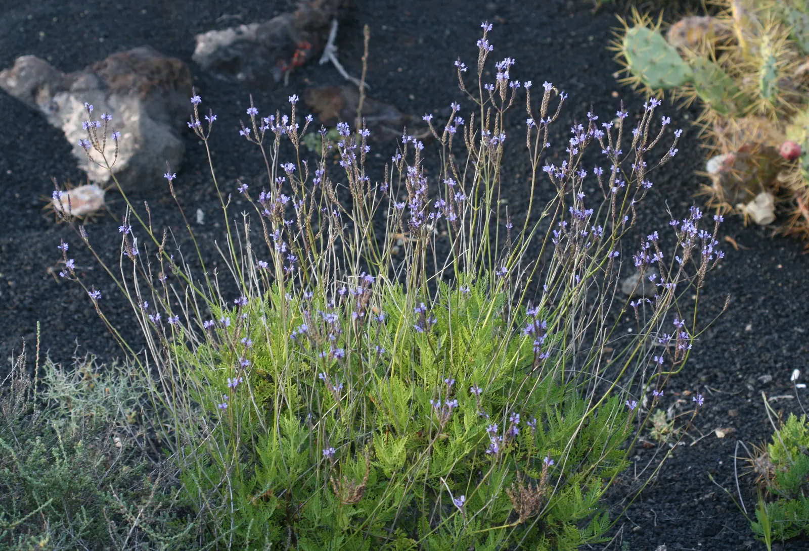 Lavender Varieties (Lavandula Species) — can reach a height of up to 3 feet and is prized for its longer blooming season and robust scent