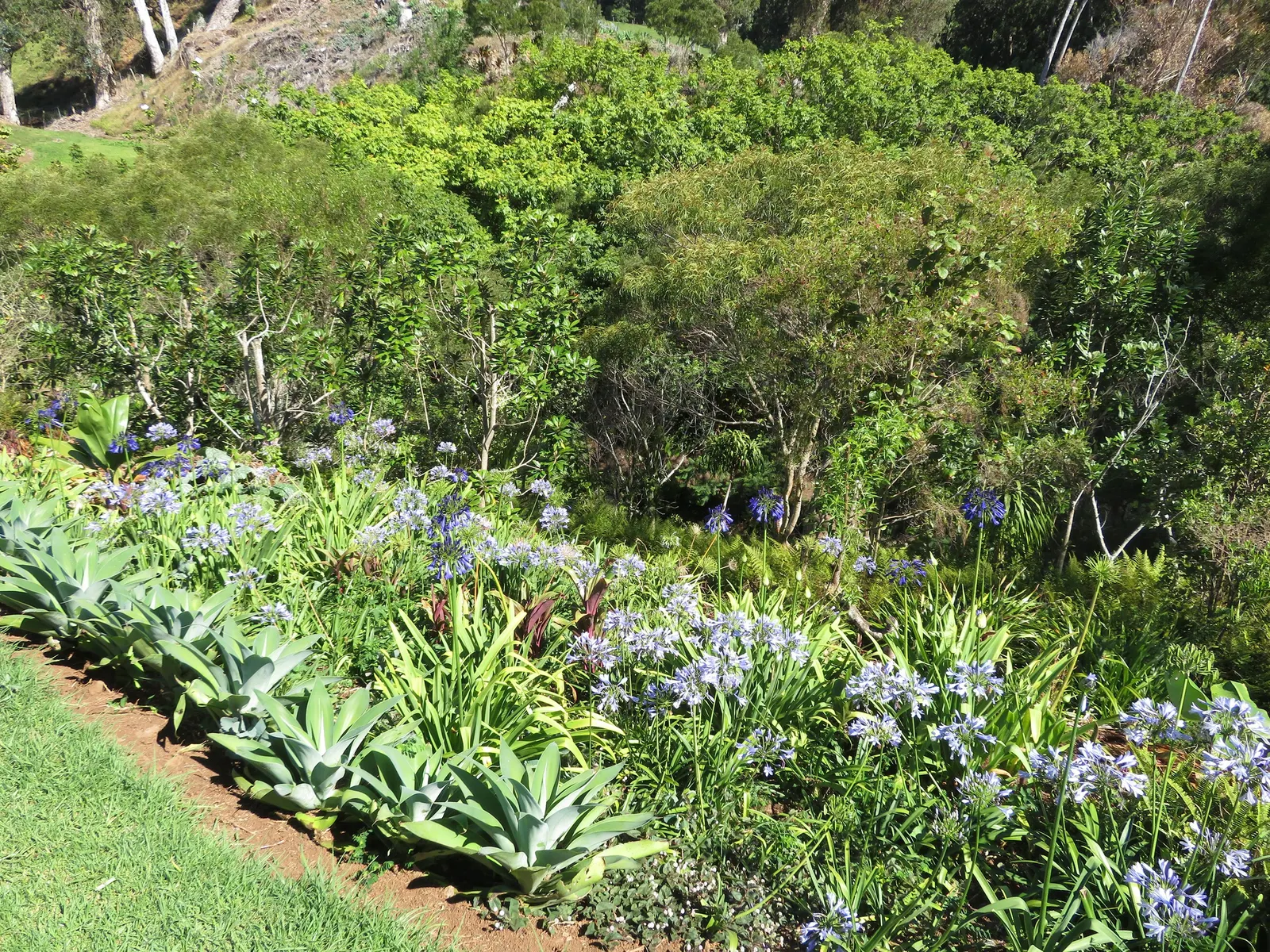 Lavender Varieties (Lavandula Species) — with some cold-hardy varieties suitable for zone 4; more commonly referred to as Lavender, image 55