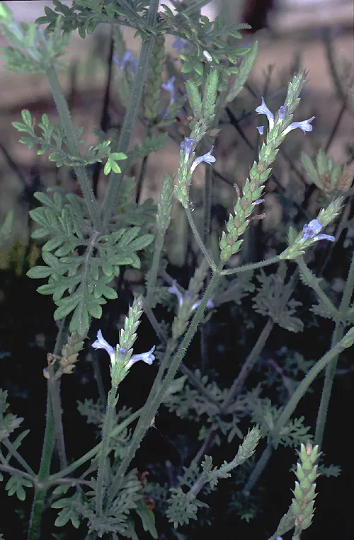 Lavender Varieties (Lavandula Species) — Known for their drought tolerance; ranging in height from 10 inches to 3 feet, they flourish in sunny, image 48