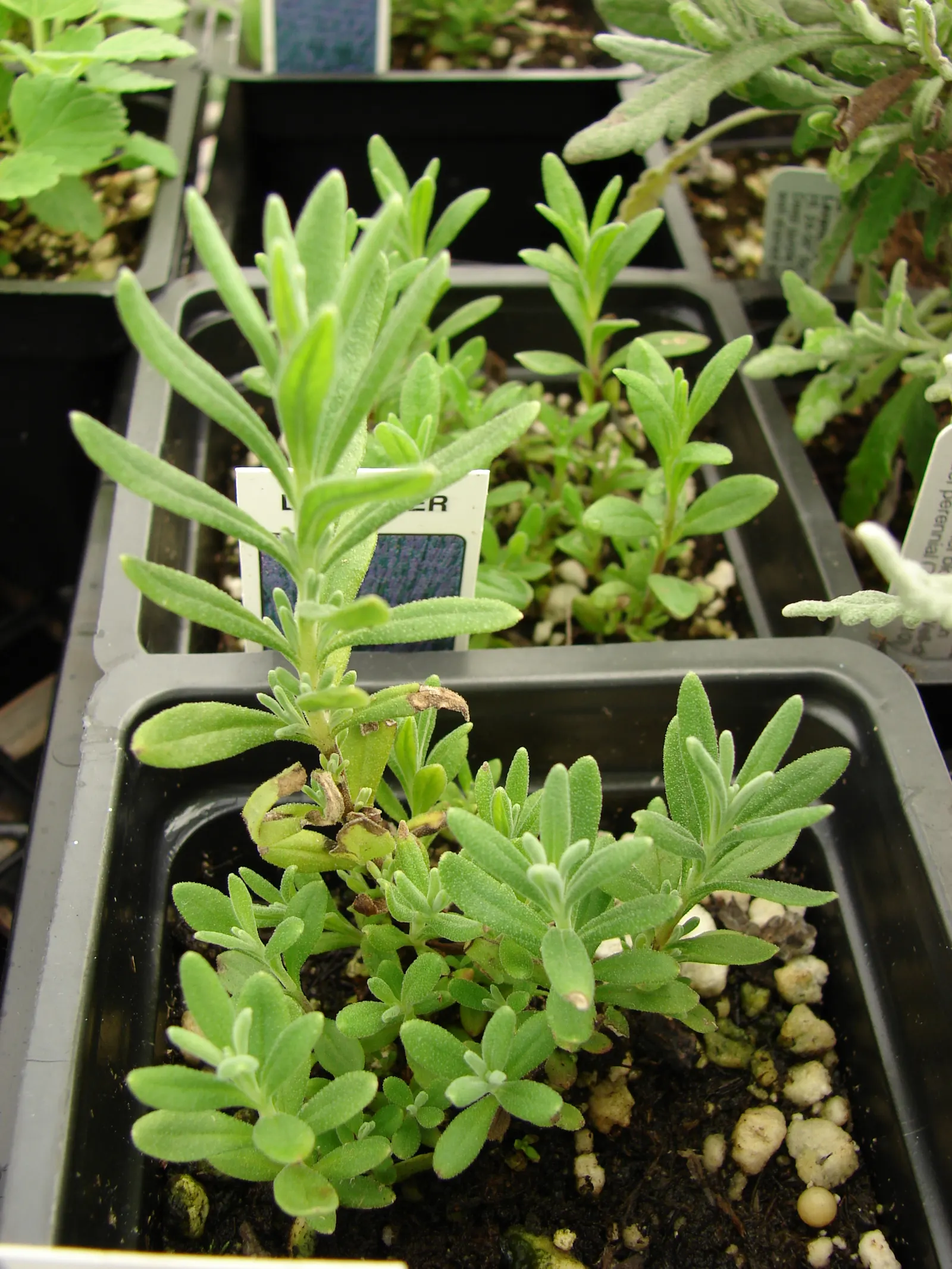 Lavender Varieties (Lavandula Species) — Ideal for borders, herb gardens, and as aromatic ground covers, they attract pollinators and repel deer; boasts a