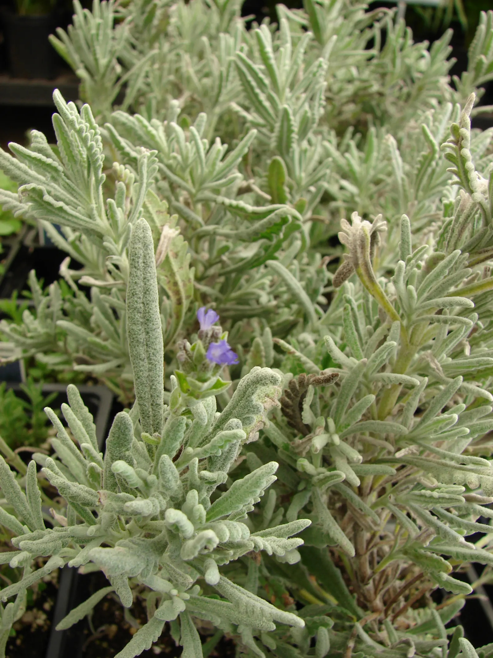 Lavender Varieties (Lavandula Species) — Known for their drought tolerance; ranging in height from 10 inches to 3 feet, they flourish in sunny sites with
