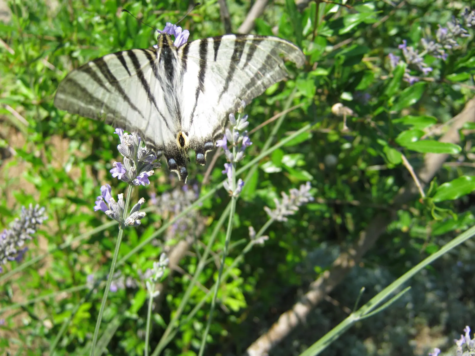 Lavender Varieties (Lavandula Species) — requiring at least six hours of direct light daily