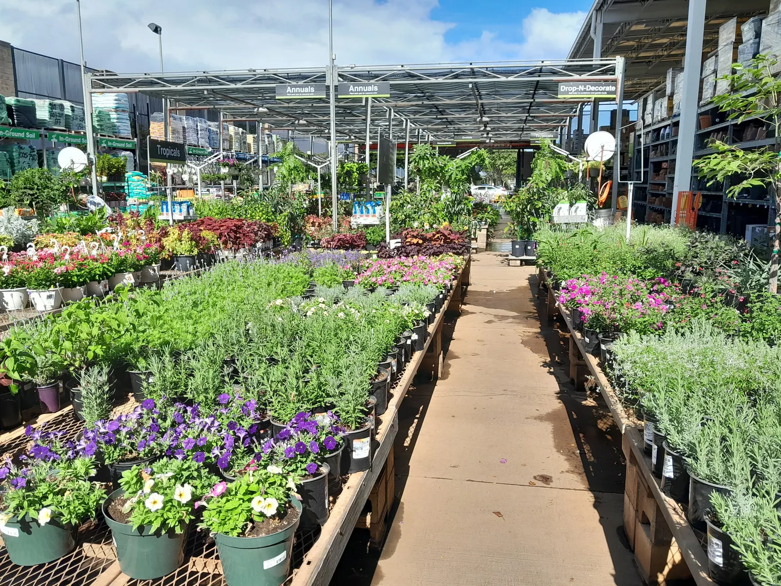 Lavender Varieties (Lavandula Species) — Known for their drought tolerance