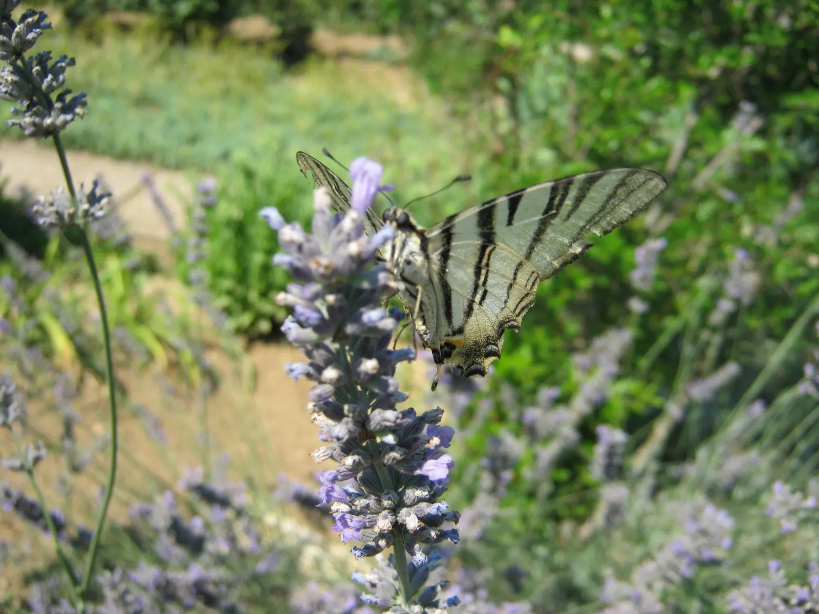 Lavender Varieties (Lavandula Species) — Lavender plants are renowned for their hardiness and drought resistance
