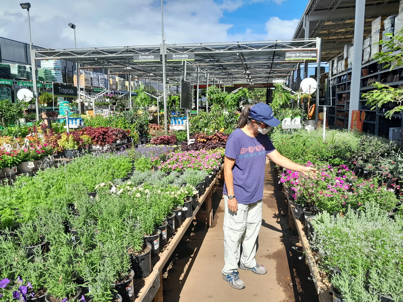 Lavender Varieties (Lavandula Species) — and prefer well-drained soil; ideal for borders, herb gardens, and as aromatic ground covers, they attract pollinators