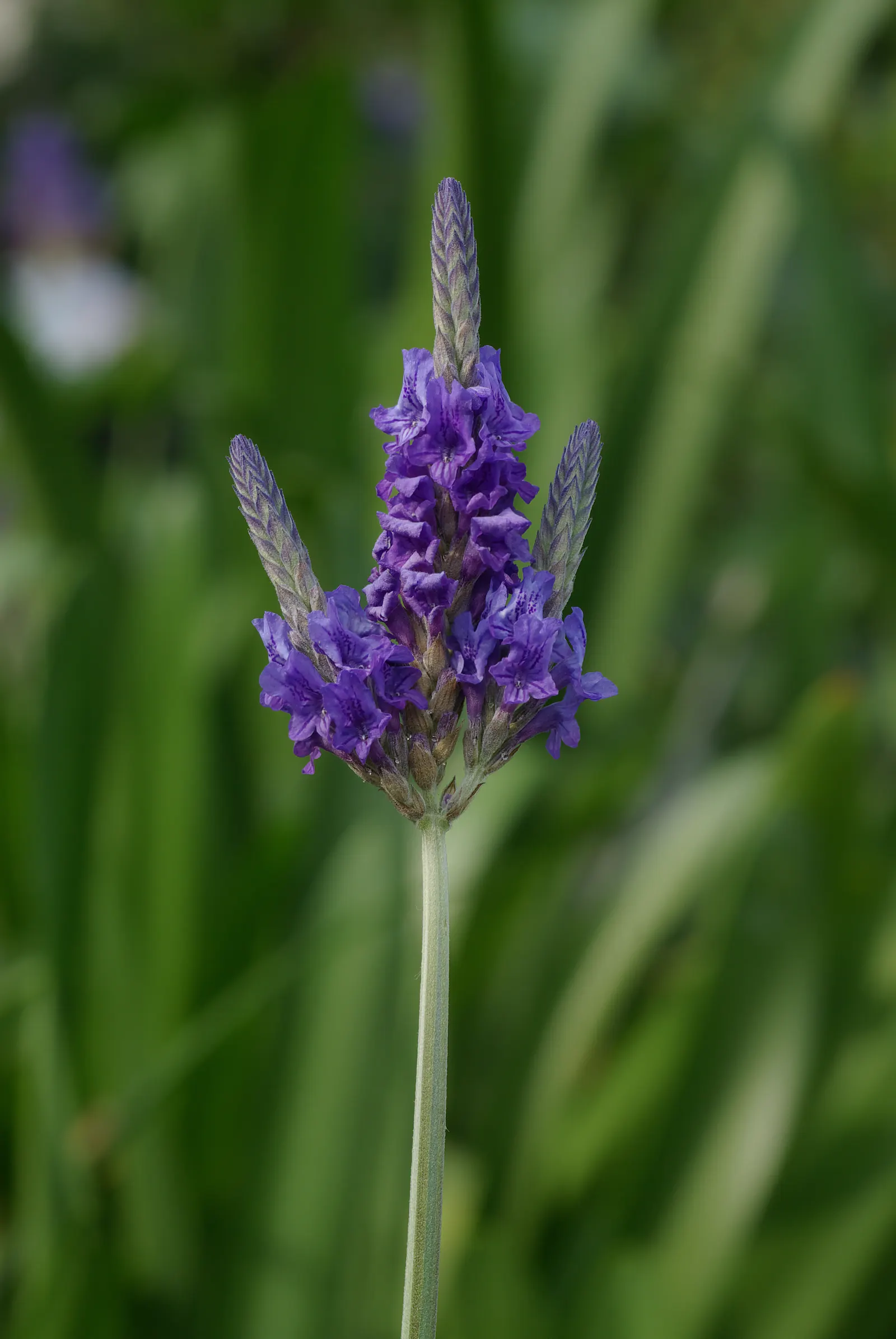 Lavender Varieties (Lavandula Species) — Lavender plants are renowned for their hardiness and drought resistance; known for its exquisite purple, image 53