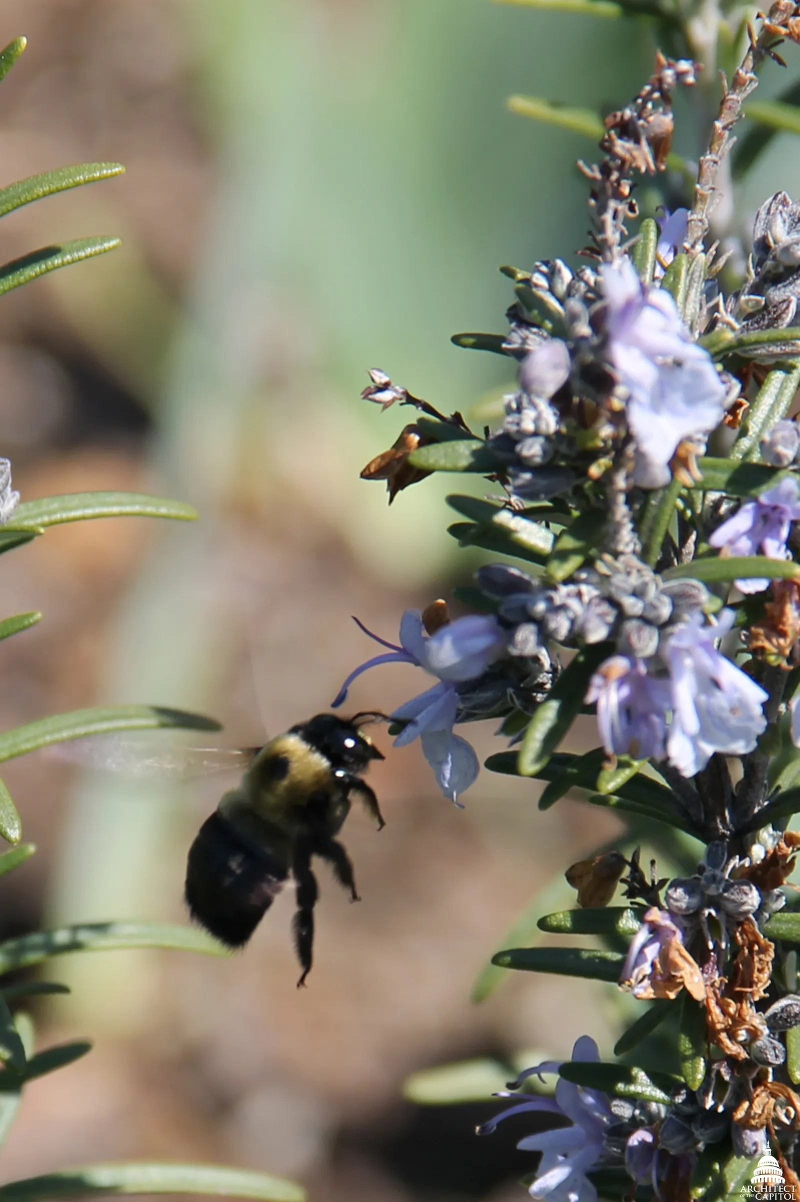 Lavender Varieties (Lavandula Species) — Ideal for borders, herb gardens, and as aromatic ground covers, they attract pollinators and repel deer, image 51