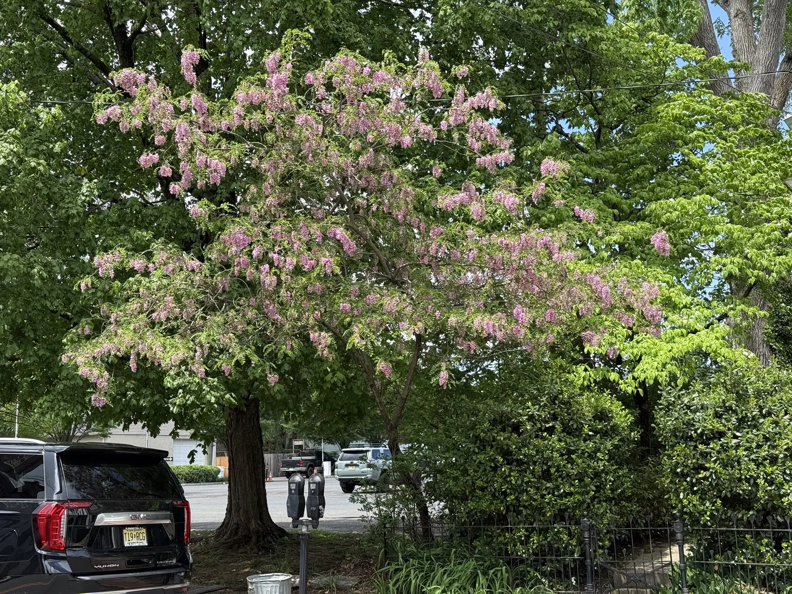 Pink Robinia (Robinia 'Decaisneana') — Ideal for accentuating landscapes, it thrives in full sun and well-drained soil