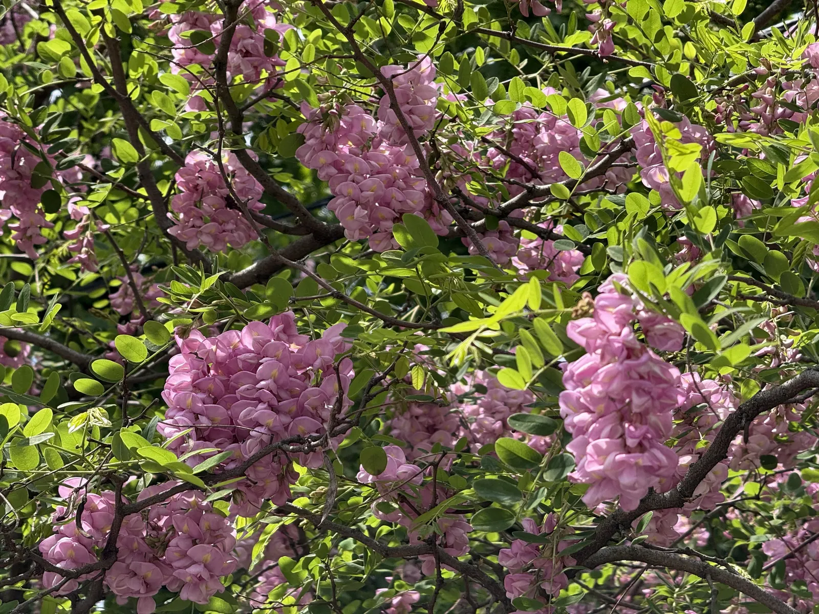 Pink Robinia (Robinia 'Decaisneana') — Hardy and relatively low maintenance