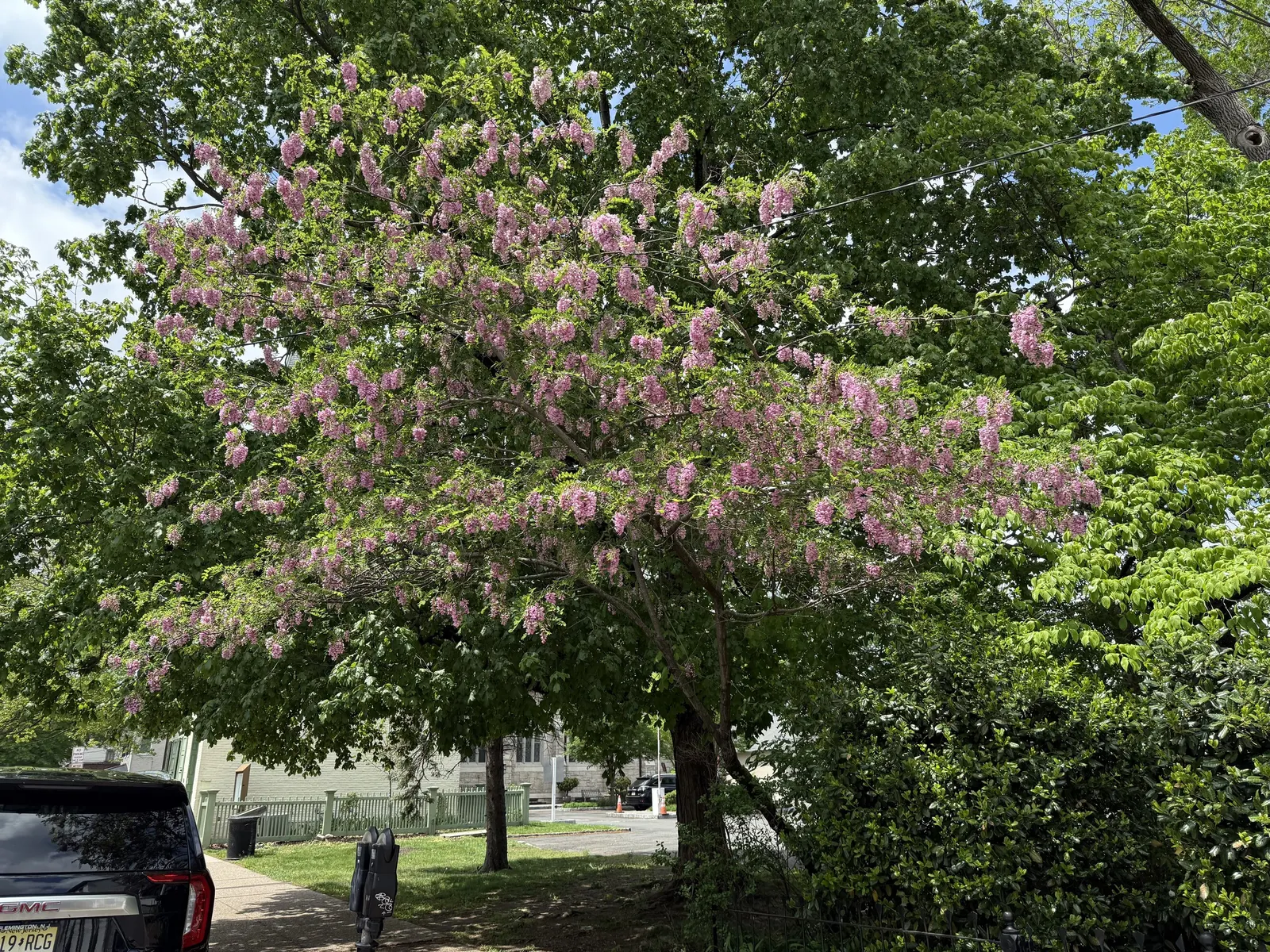 Pink Robinia (Robinia 'Decaisneana') — pea-like blossoms in late spring