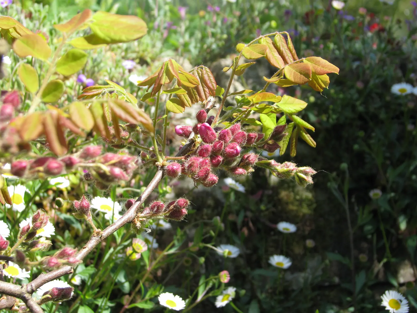 Pink Robinia (Robinia 'Decaisneana') — offering a striking three-season interest