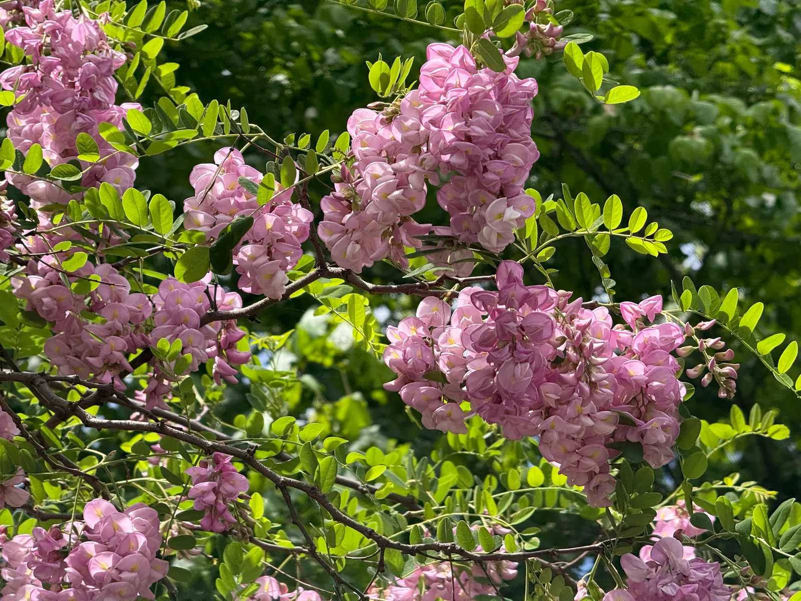 Pink Robinia (Robinia 'Decaisneana') — The Pink Robinia (Robinia 'Decaisneana') is a captivating deciduous tree featuring vibrant pink