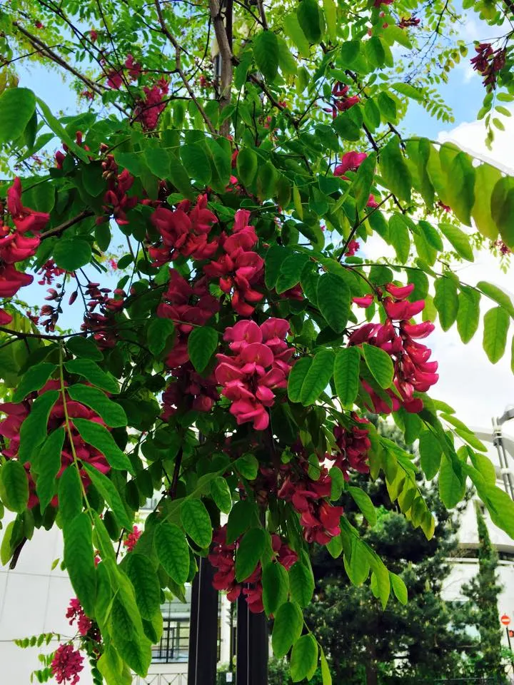 Pink Robinia (Robinia 'Decaisneana') — The blossoms emerge in late spring to early summer and dangle elegantly from the foliage