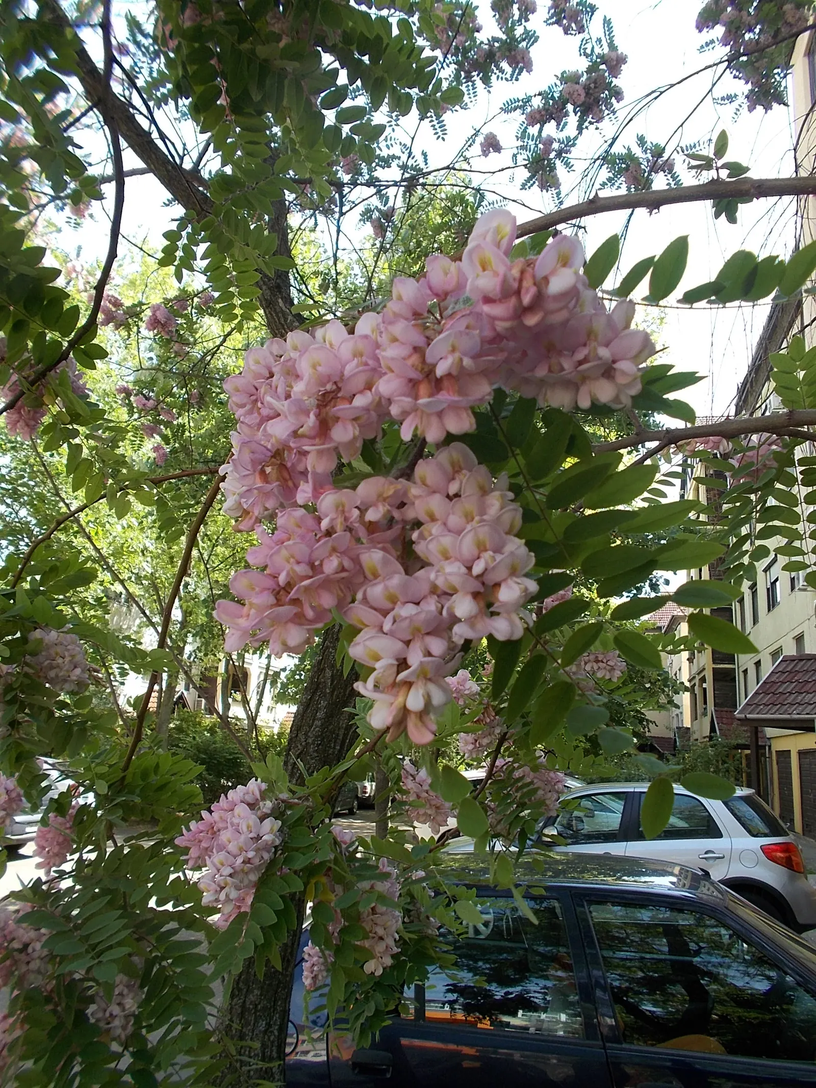 Pink Robinia (Robinia 'Decaisneana') — scientifically known as Robinia 'Decaisneana'