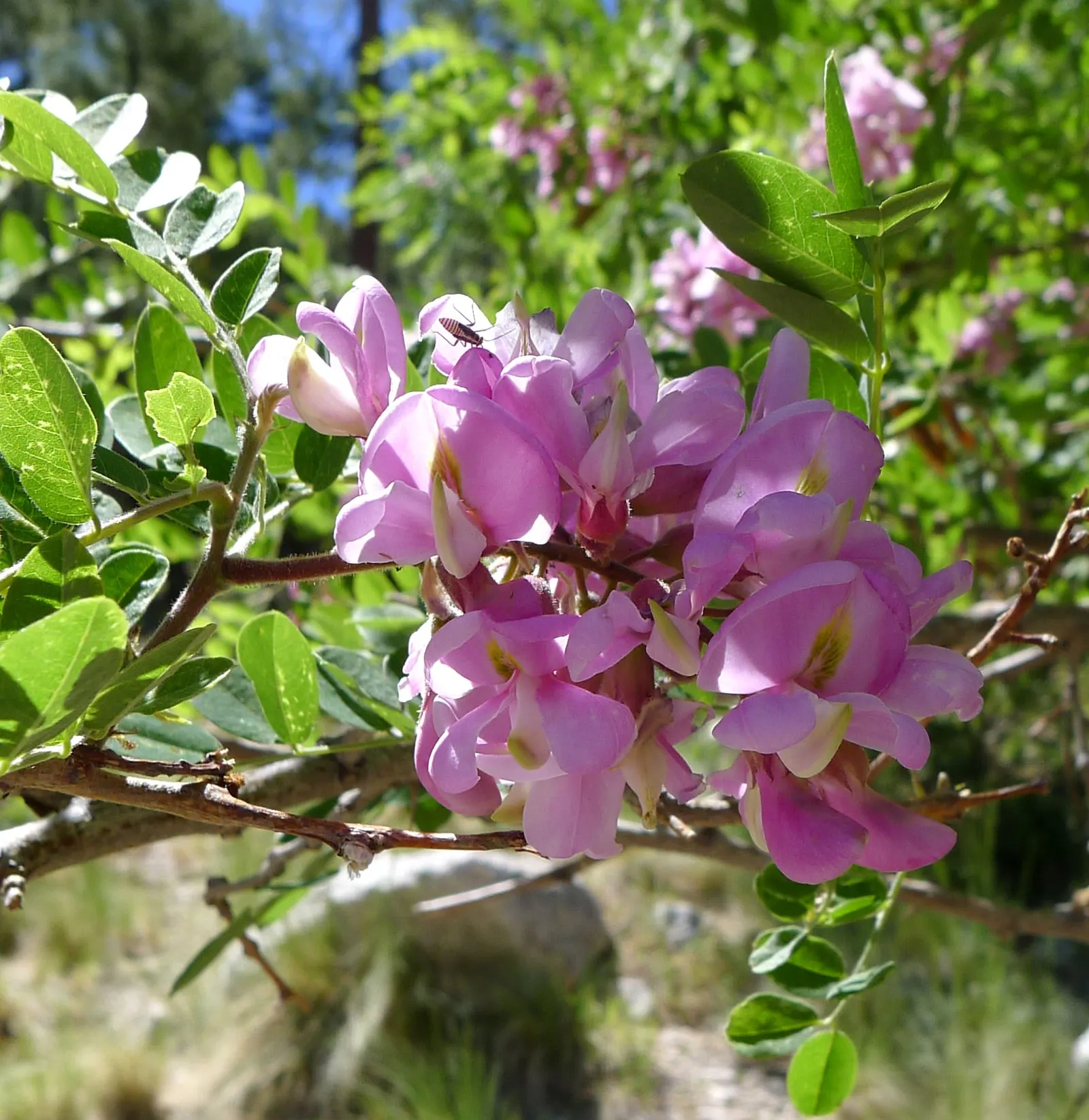 Pink Robinia (Robinia 'Decaisneana') — This deciduous tree showcases delicate, pea-like clusters of flowers in a unique, deep pink hue