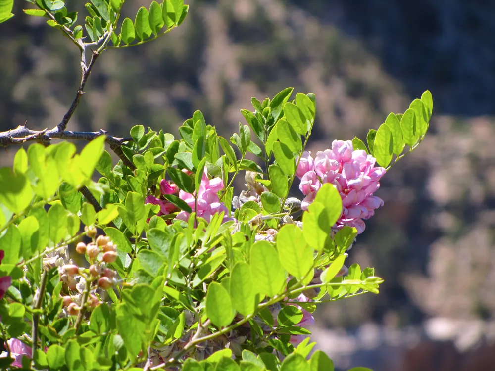 Pink Robinia (Robinia 'Decaisneana') — is a striking cultivar of Robinia pseudoacacia and a valuable addition to any landscape