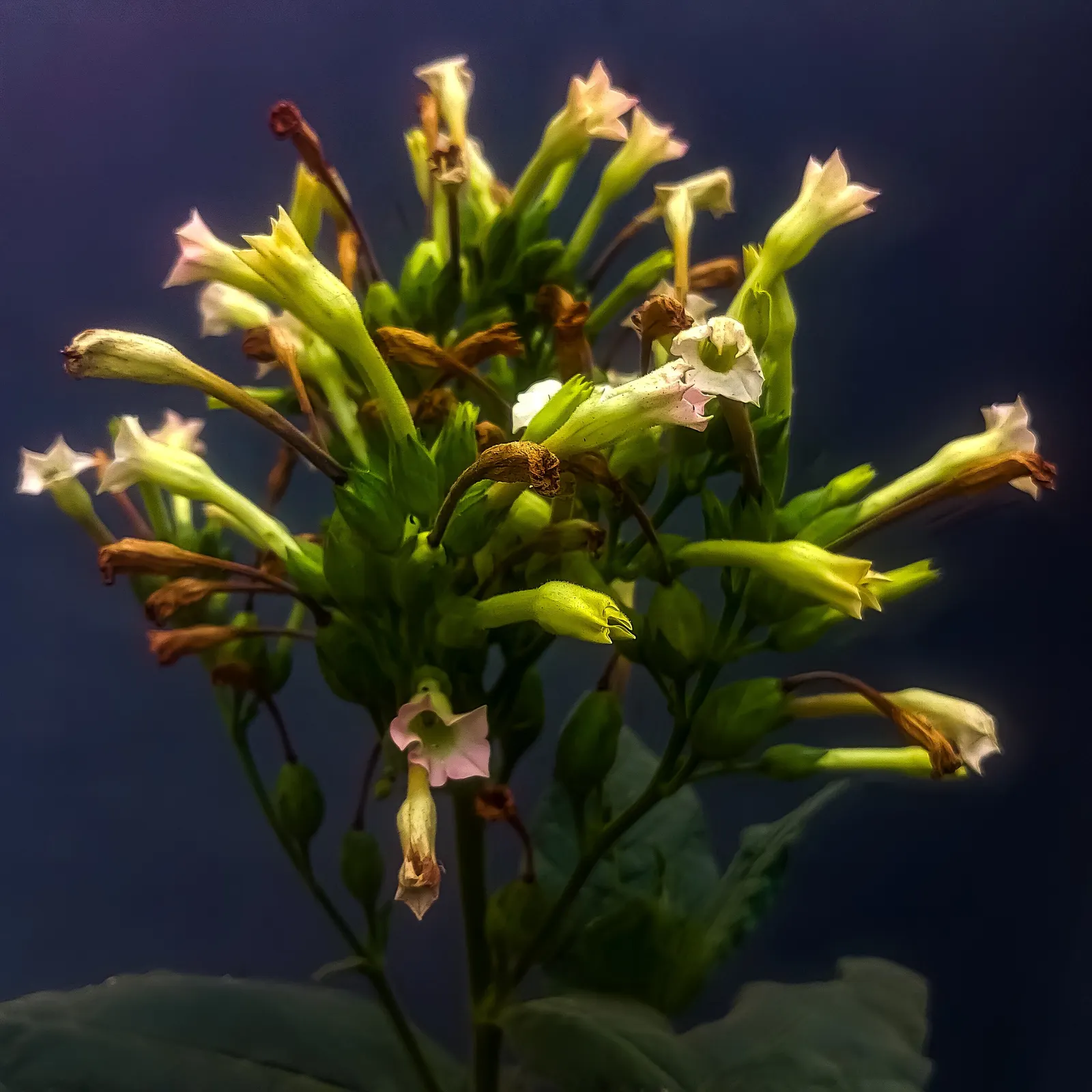 White Flowering Tobacco (Nicotiana Alata 'Domino Mix') — pure white blossoms that exude a delightful scent