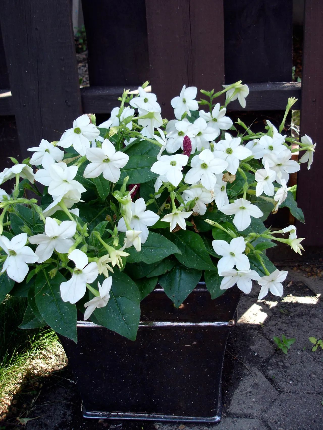 White Flowering Tobacco (Nicotiana Alata 'Domino Mix') — Nicotiana alata 'Domino Mix' boasts star-shaped
