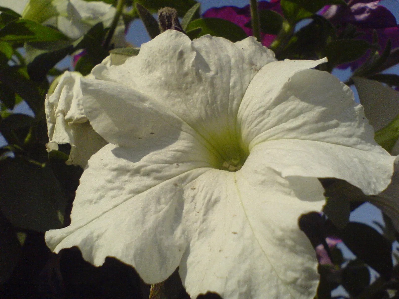 White Flowering Tobacco (Nicotiana Alata 'Domino Mix') — Reaching heights of 24-30 inches