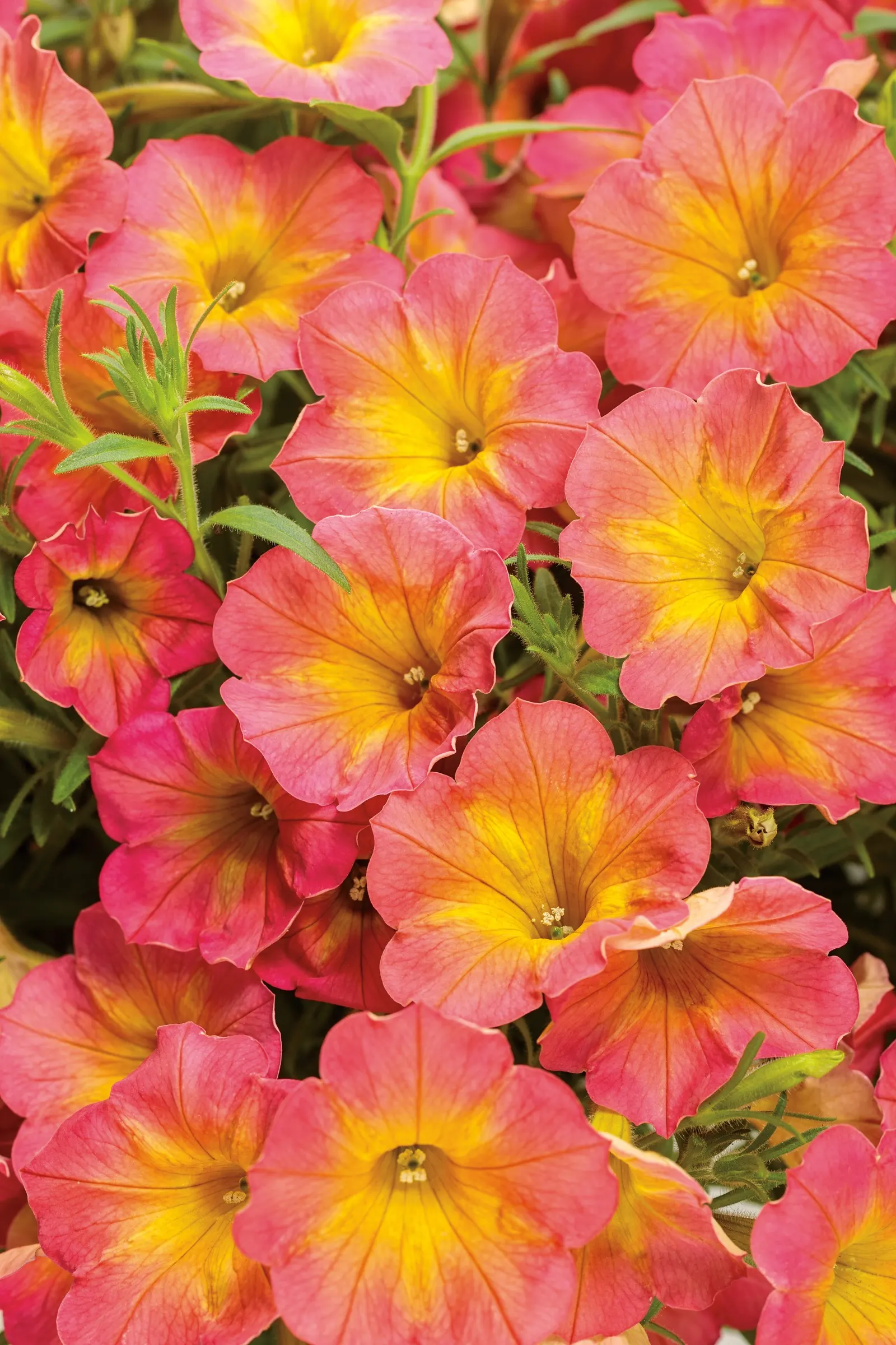 Persimmon Petunia — Gardeners often note that its color is especially effective in mixed planters