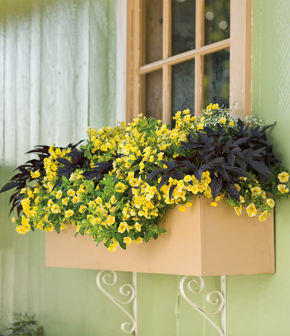 Lemon Slice® Calibrachoa — Plant in part sun to sun with well-drained soil, average water, and regular feeding; no deadheading is needed