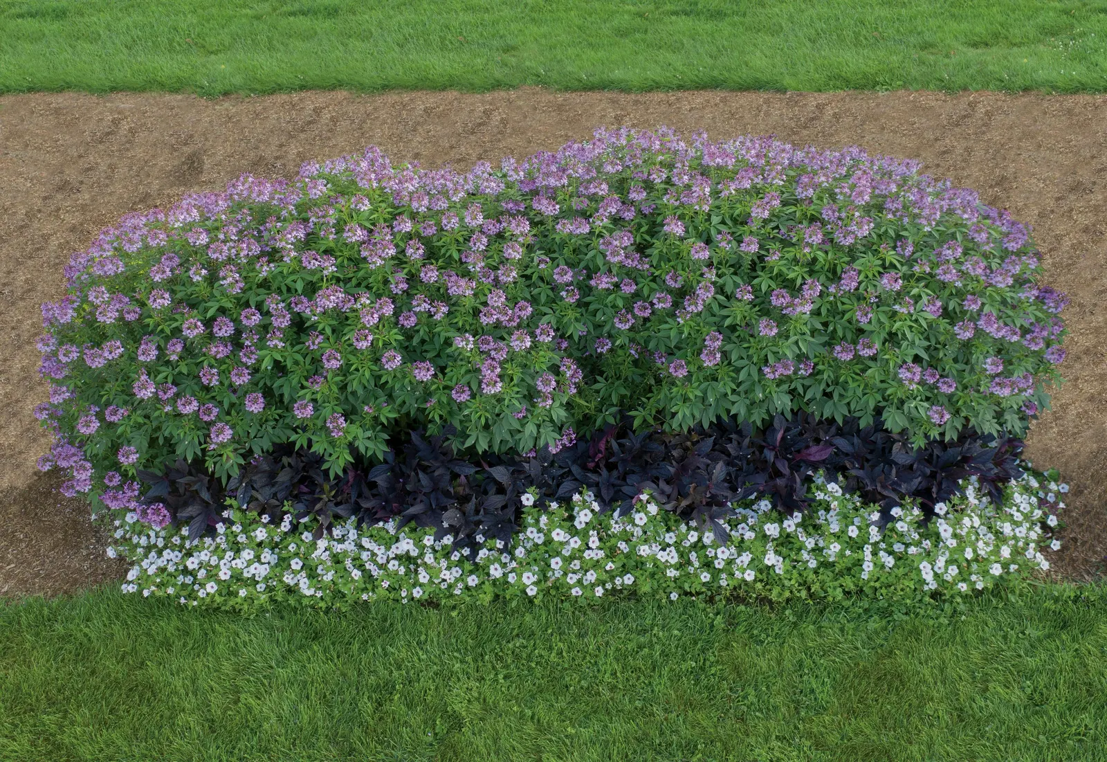 Señorita Rosalita® Spider Flower (Cleome) — Unlike traditional cleome