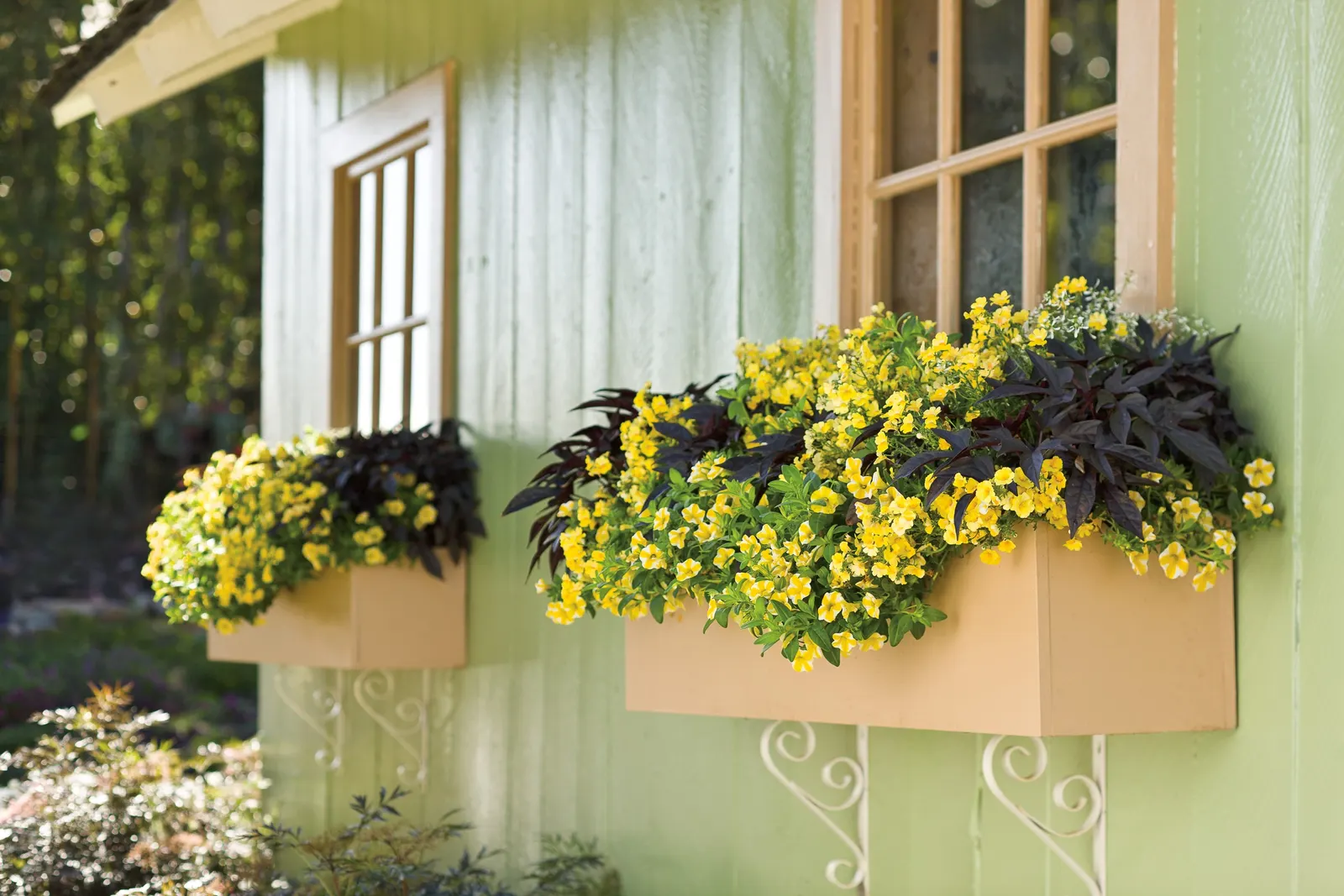 Lemon Slice® Calibrachoa — though it is most often used as a long-blooming annual in seasonal container designs