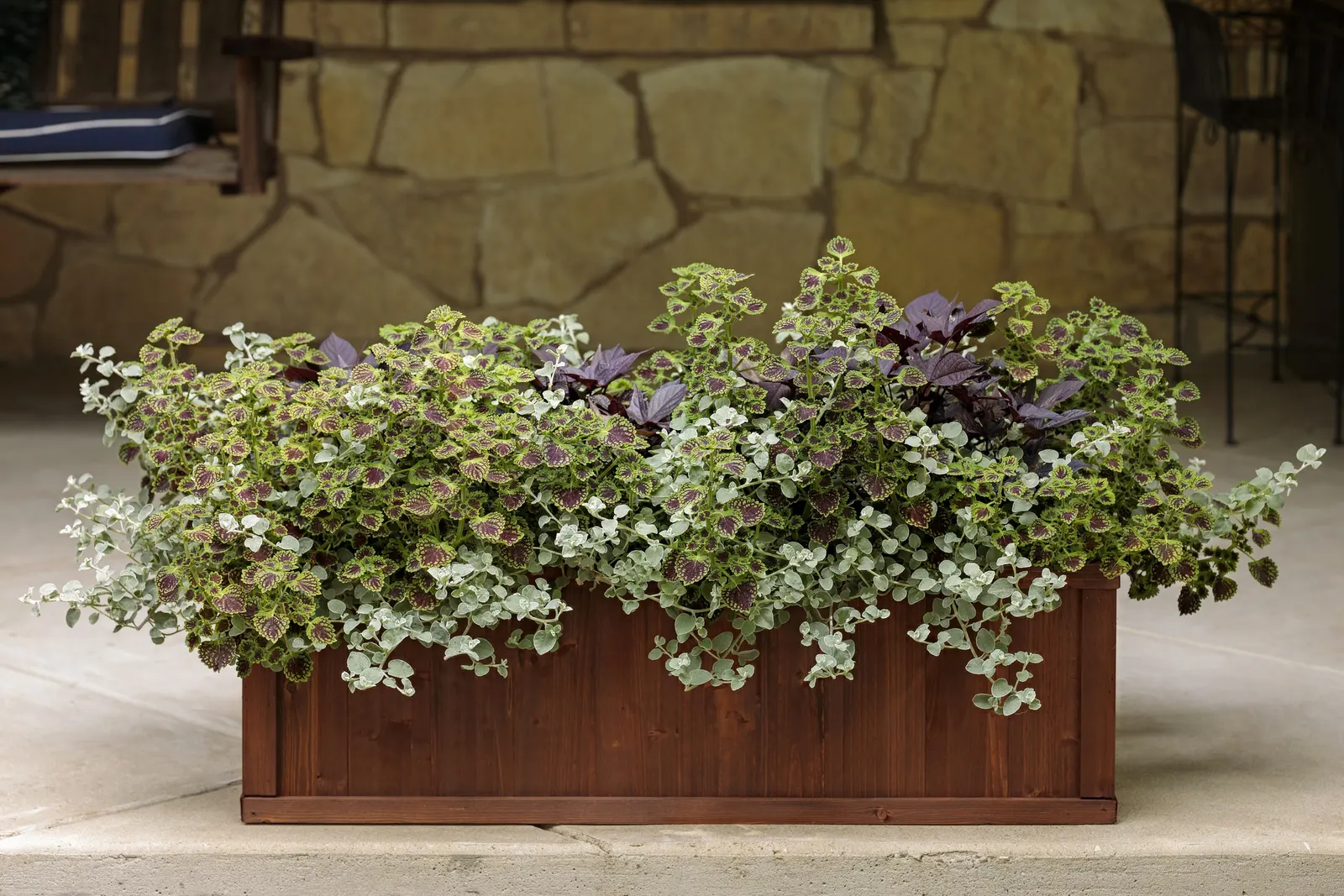 Raven™ II Ornamental Sweet Potato Vine (Ipomoea batatas) — Hardy in USDA Zones 11a-11b; where its near-black foliage can spill over edges and anchor brighter