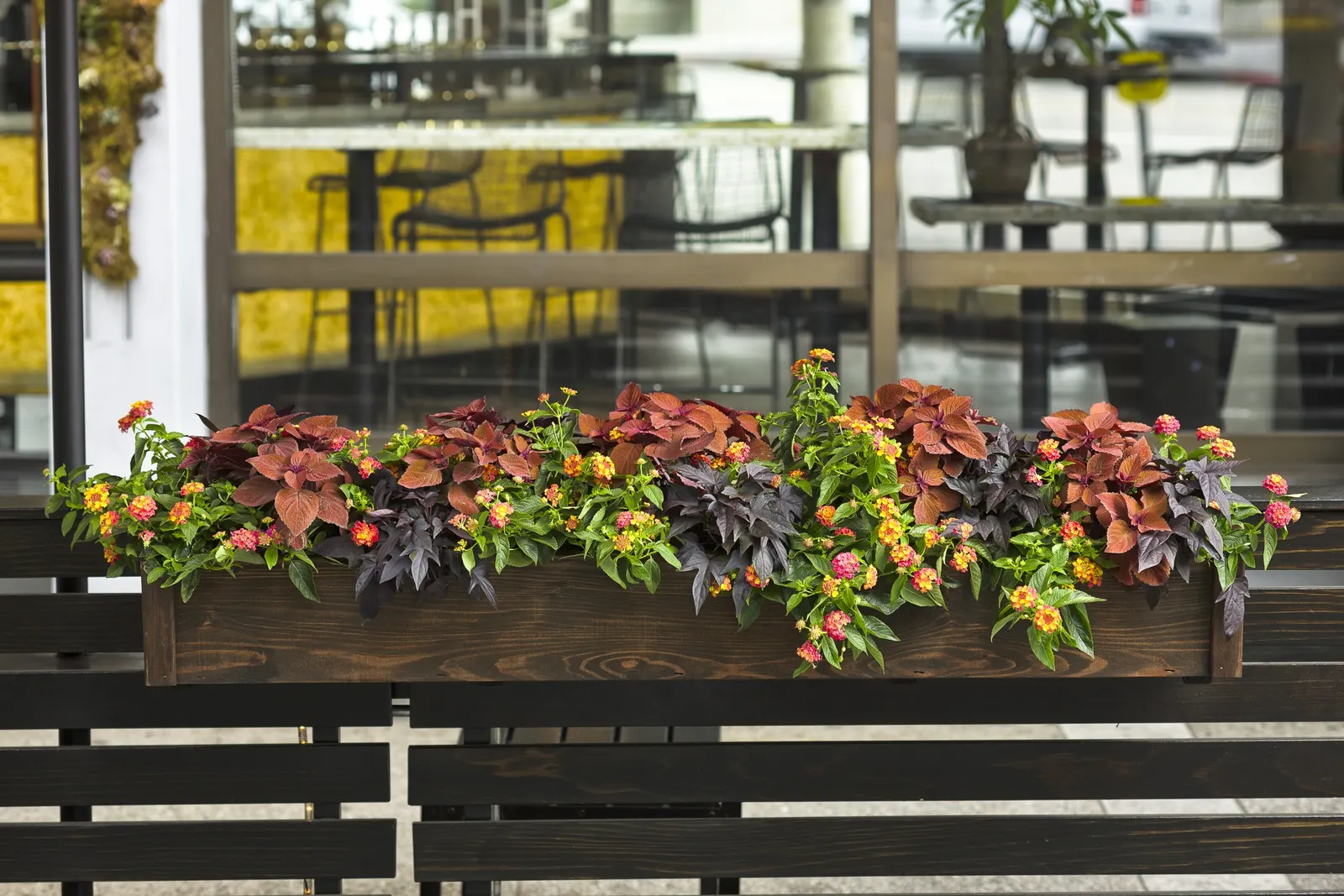 Sedona Sunset® Coleus (Coleus scutellarioides) — gardeners have reported strong color and reliable growth even through intense sun and rainy stretches