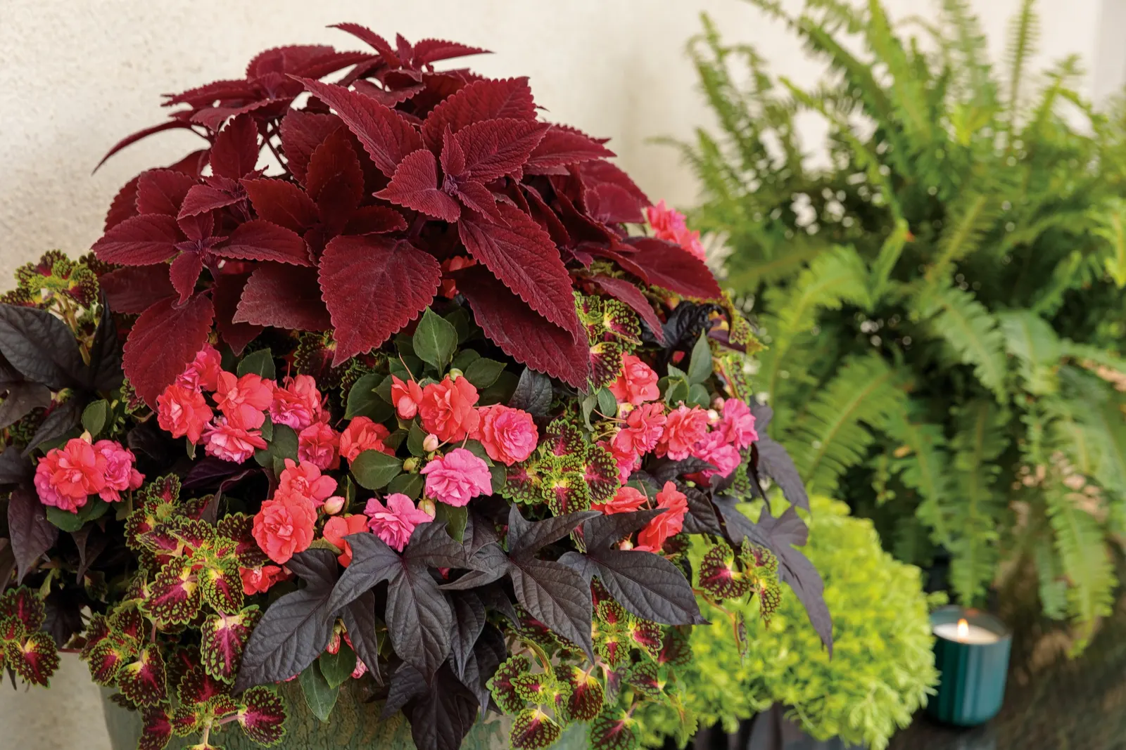 Strawberry Drop Coleus (Coleus scutellarioides) — Bring Plants indoors before frost damages foliage 3; colorful green leaves have red venation with, image 29