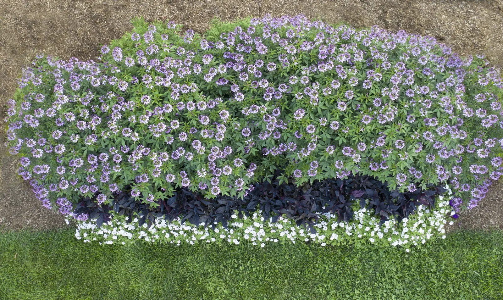 Señorita Rosalita® Spider Flower (Cleome) — Deadheading isn’t needed for this thornless cleome