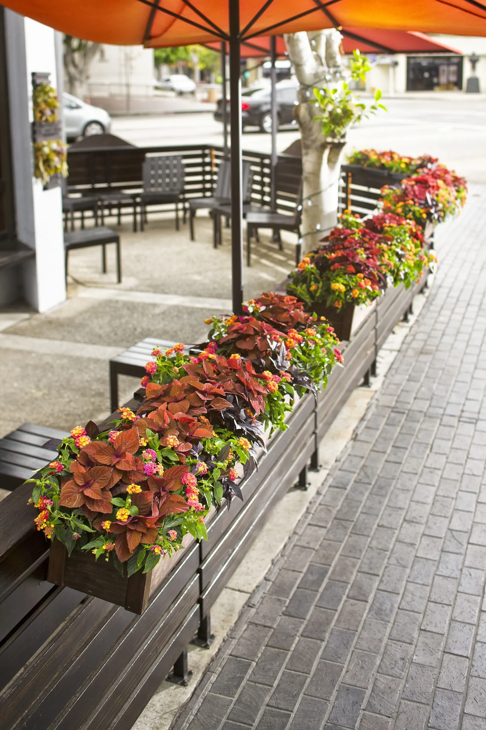 Berry Blend™ Lantana (Lantana camara) — If you are looking for a tough plant it's hard to beat Luscious Berry Blend lantana; lantana can be trimmed back at