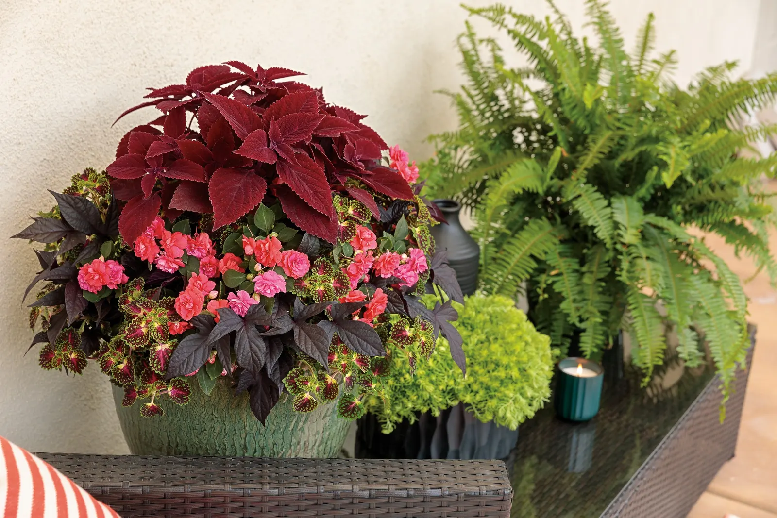 Coral Reef Double Impatiens (Impatiens walleriana) — If the se shade-loving annual flowers get too tall; it blooms from spring to frost., image 38