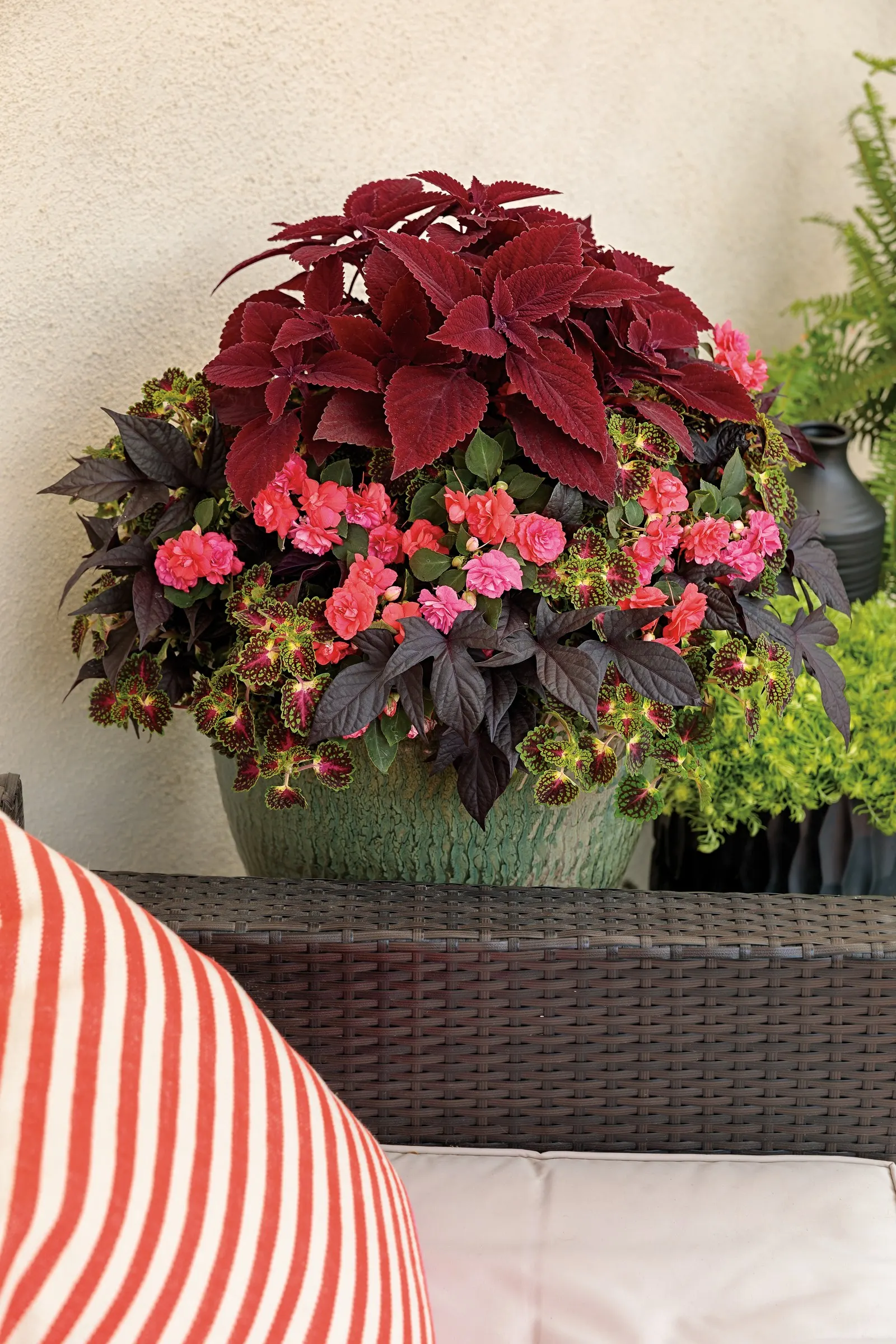 Strawberry Drop Coleus (Coleus scutellarioides) — Be careful not to over water 6 When active growth starts in spring fertilize and prune as needed 7