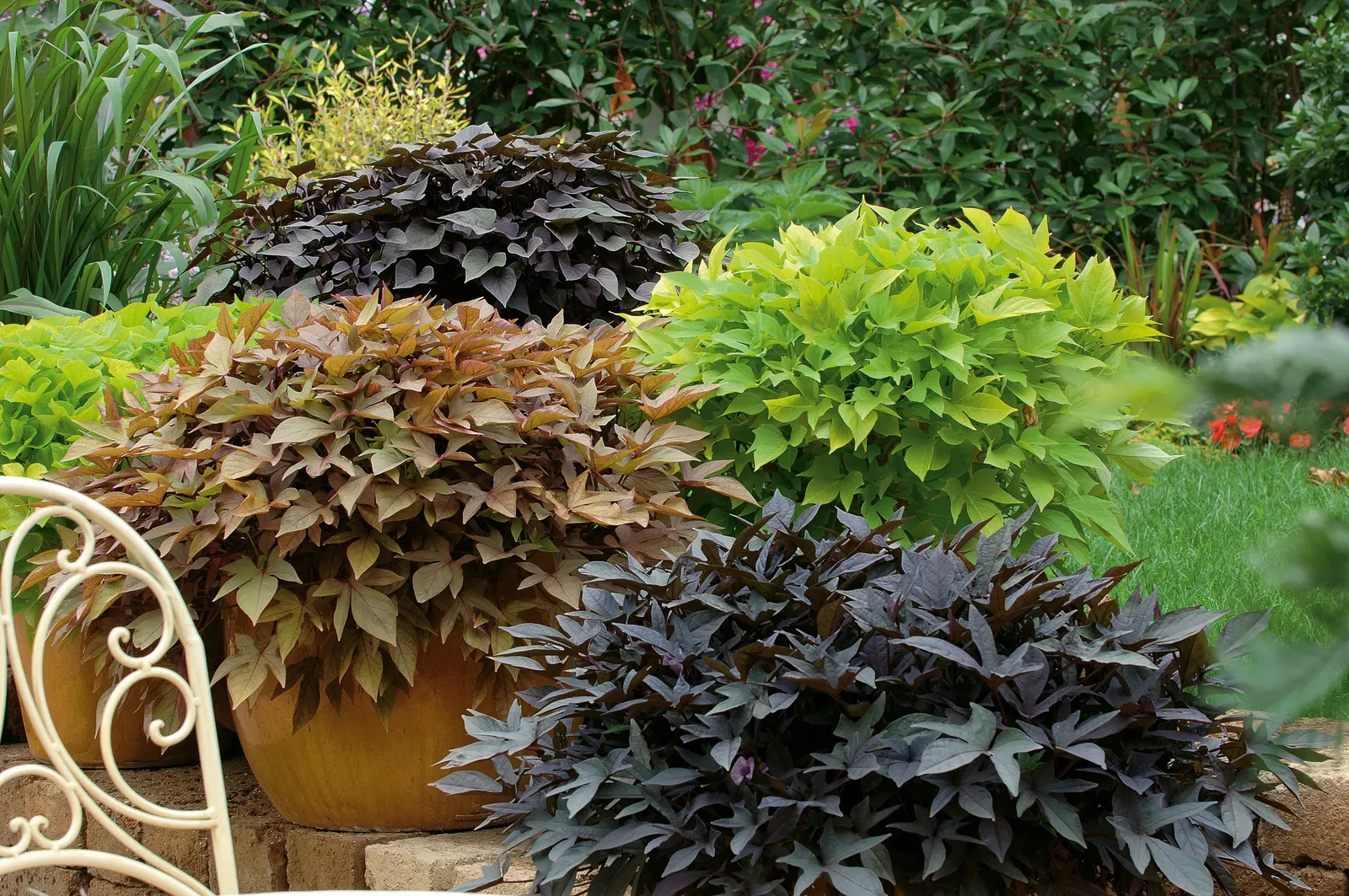 Margarita Sweet Potato Vine (Ipomoea batatas) — but they can sometimes overwhelm less vigorous plants