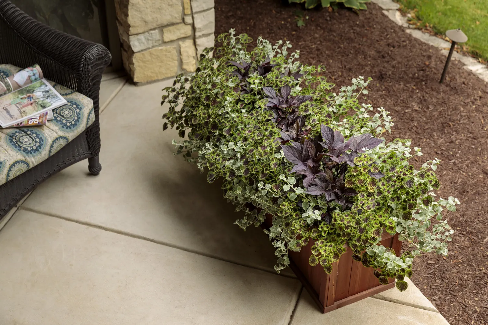 White Licorice Licorice Plant (Helichrysum petiolare) — Proven Winners - White Licorice - Licorice Plant - Helichrysum petiolare none plant details