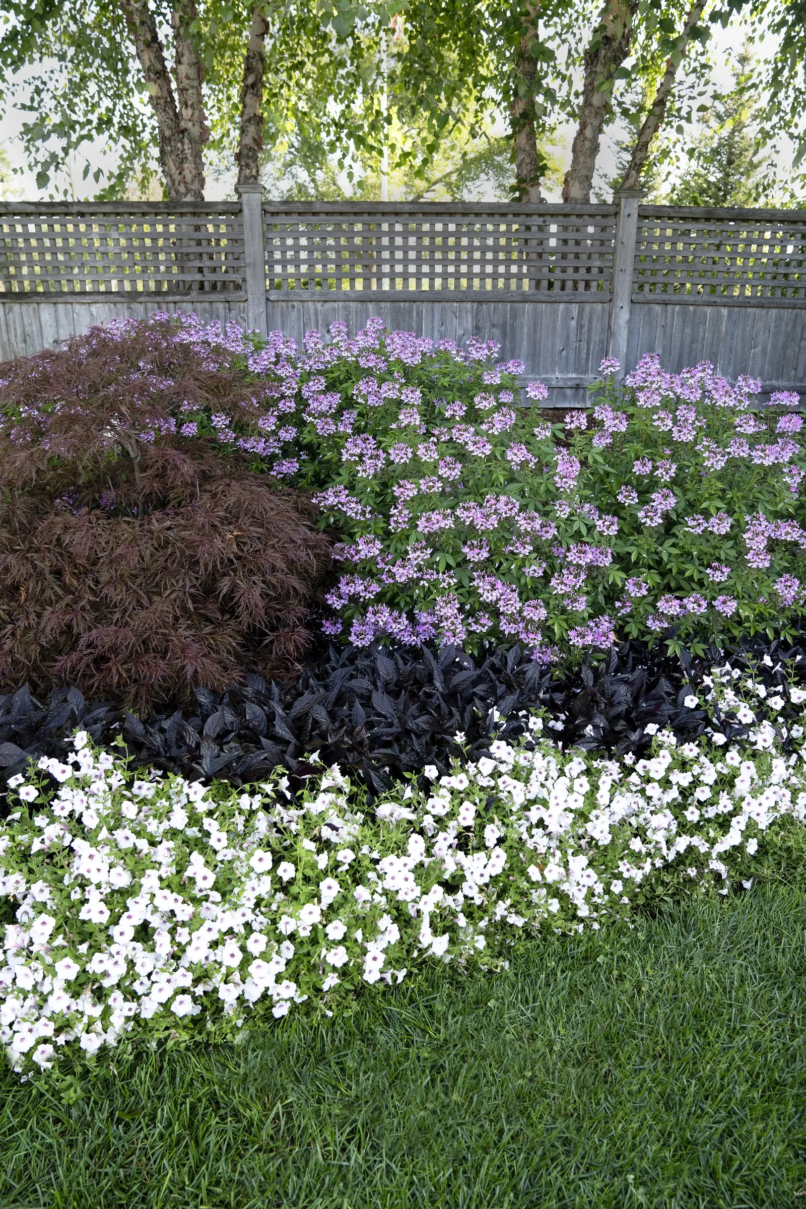 Señorita Rosalita® Spider Flower (Cleome) — This trait also makes Senorita Rosalita particularly long-blooming while maintaining a tidier look all, image 28