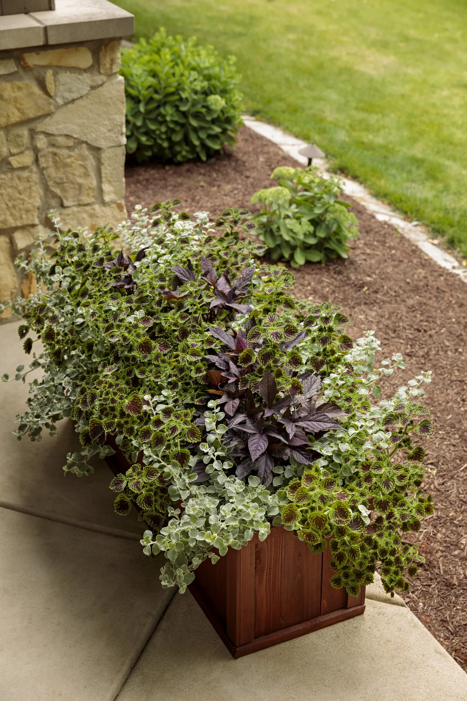 Raven™ II Ornamental Sweet Potato Vine (Ipomoea batatas) — well-drained soil with consistent moisture
