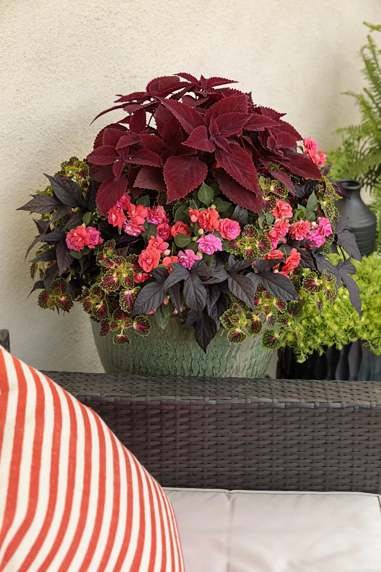 Coral Reef Double Impatiens (Impatiens walleriana) — The y shouldn't need to be trimmed back, but can be pruned to shape them at any time; give, image 27