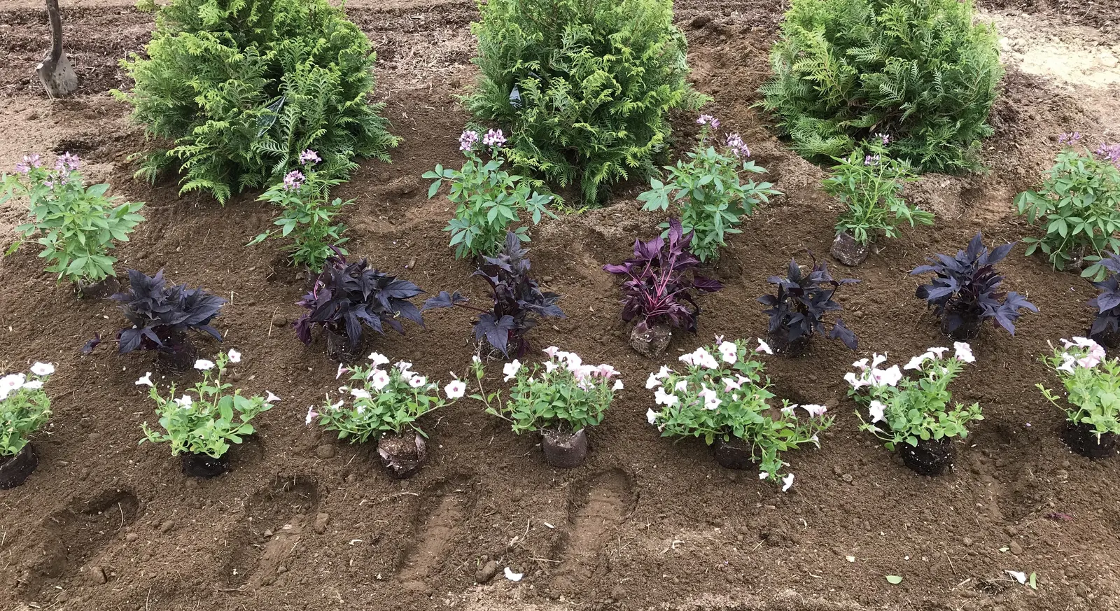 Señorita Rosalita® Spider Flower (Cleome) — So far, it has been seen mainly in South Florida, though the management approach is the same throughout, image 39