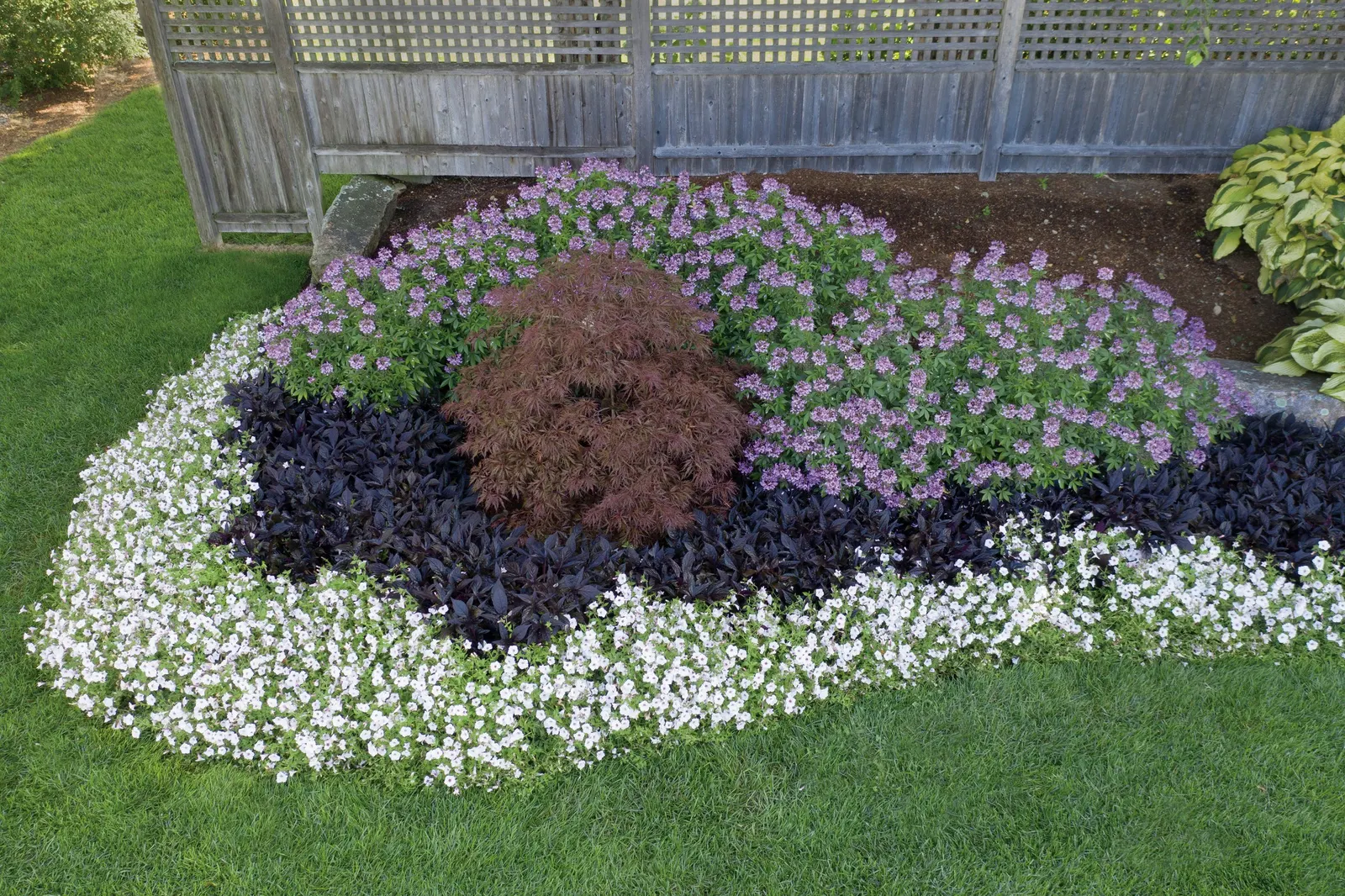 Señorita Rosalita® Spider Flower (Cleome) — Unlike traditional cleome plants; and it’s typically a thornless cleome