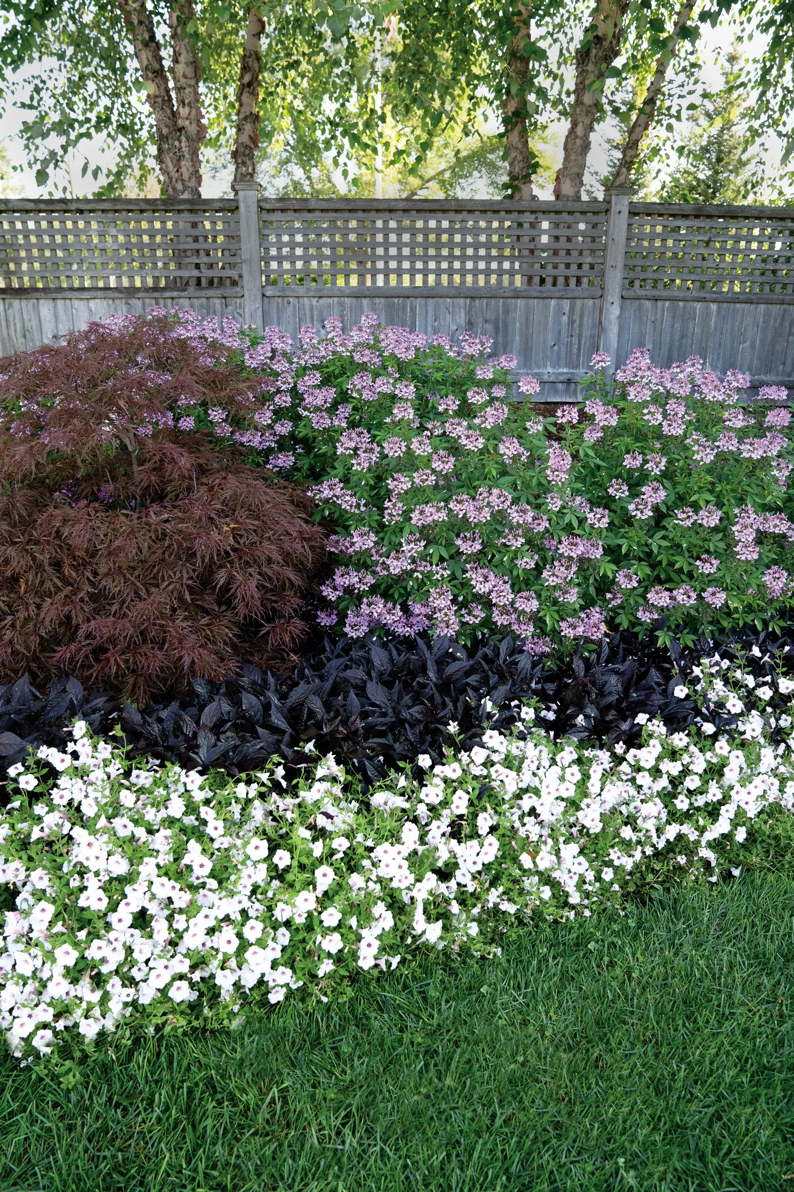 Señorita Rosalita® Spider Flower (Cleome) — It produces an abundance of smaller clusters of pink flowers all over the top of the plant; so far, it has been